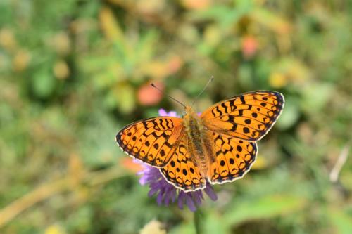 Réf. 211 053 : Argynnis niobe